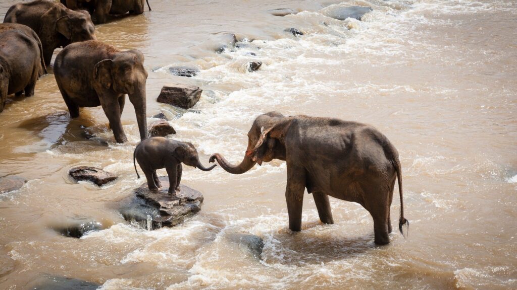 elephants-1,knowafricaofficial.com,history,