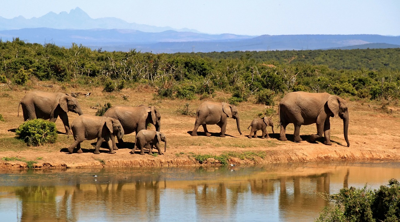 elephants-,knowafricaofficial.com,history, africahistory 1