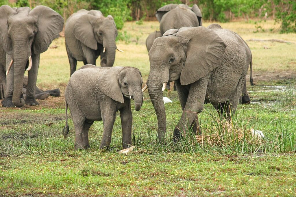 elephants,knowafricaofficial.com,history, africahistory