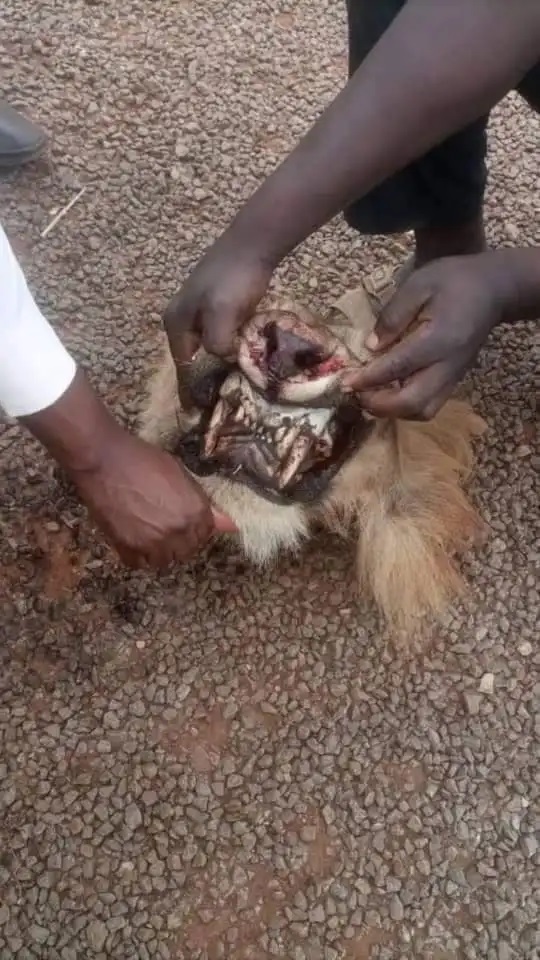 lion