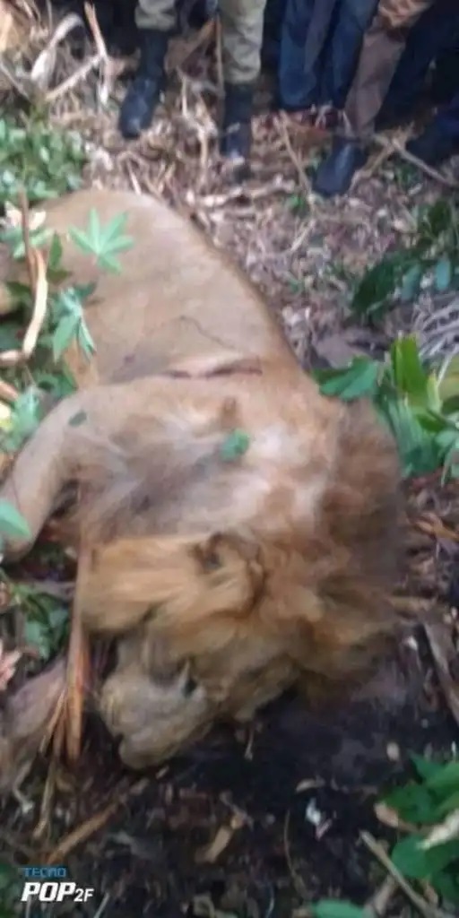 lion